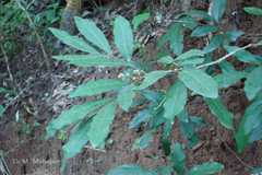 Glycosmis mauritiana